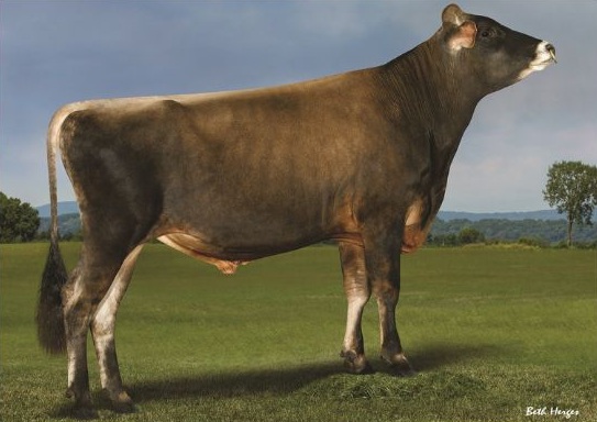 A cow standing in a field.